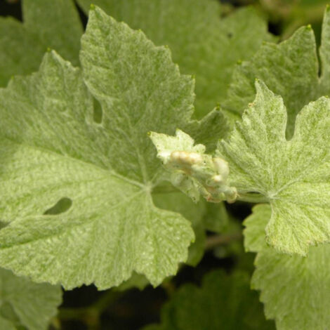 Vigne d'ornement Incana