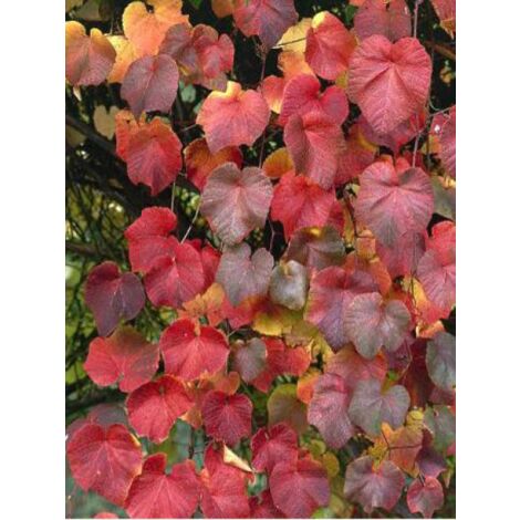 Vigne d'ornement Pot de 2L/3L