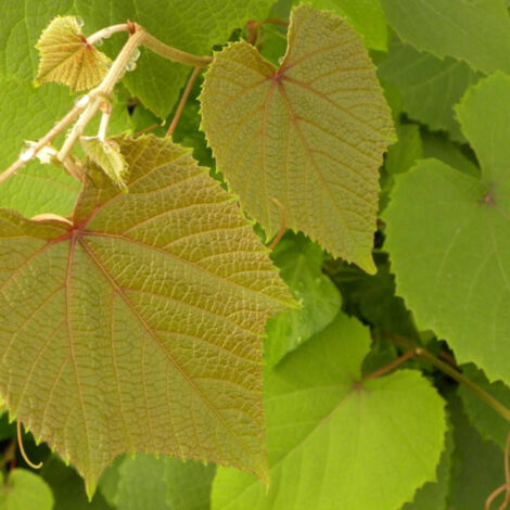 Vigne d'ornement Sunning Dale