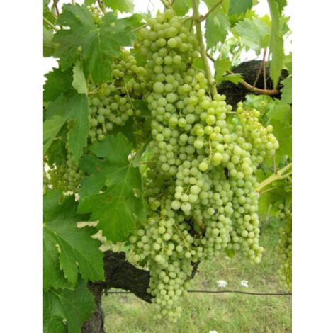 Vigne 'Exalta' Pot de 2L/3L