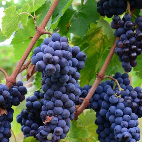 PLANTES AVENUE Vigne fraise Isabella/Pot de 1,5L