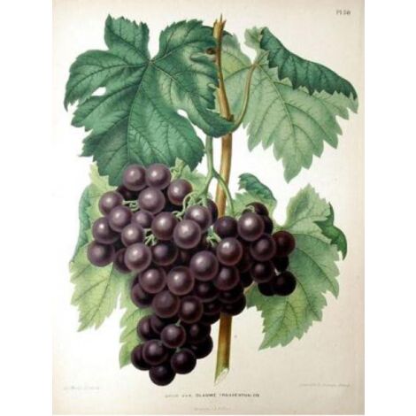 Vigne 'Frankenthaler' Pot de 2L/3L