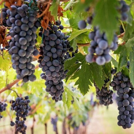 PÉPINIÈRES NAUDET Vigne 'Groleau Noir' (Vitis Groleau Noir)