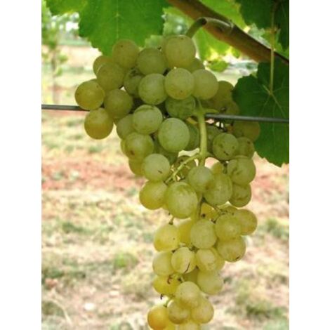 Vigne 'Himrod' Pot de 1,5L/2L