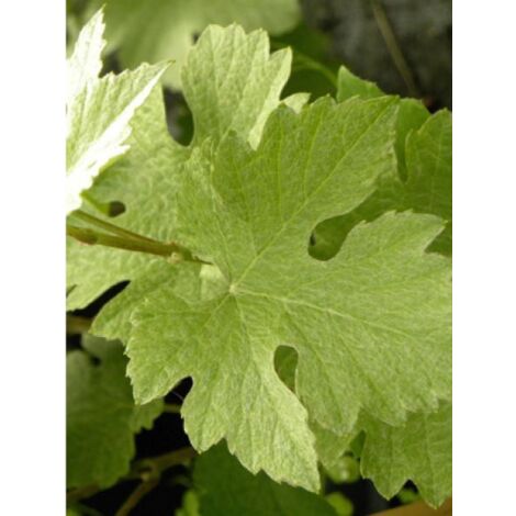 Vigne 'Incana' Pot de 1,5L/2L