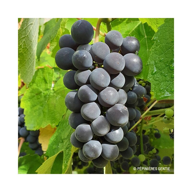 Javoy Plantes - Vigne 'Isabelle' - vitis vinifera 3L