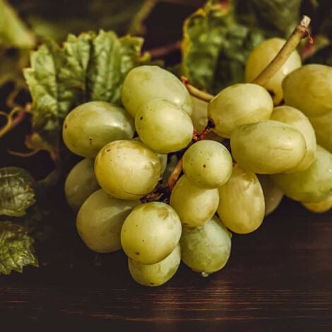 PÉPINIÈRES NAUDET Vigne 'Italia'