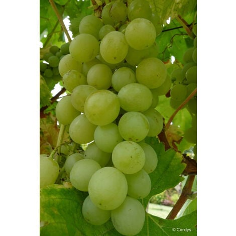 Vigne 'Italia' Taille du pot - Pot de 1,5 litres