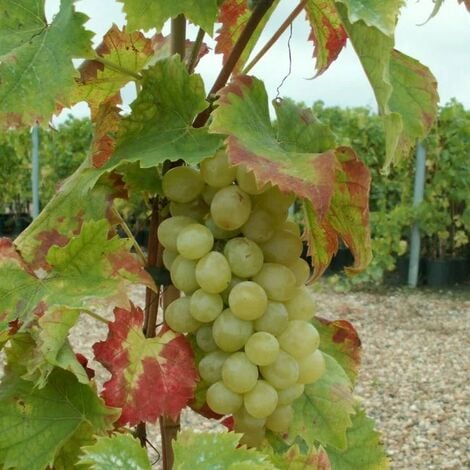 JAVOY PLANTES Vigne 'Italia' - vitis vinifera 3L