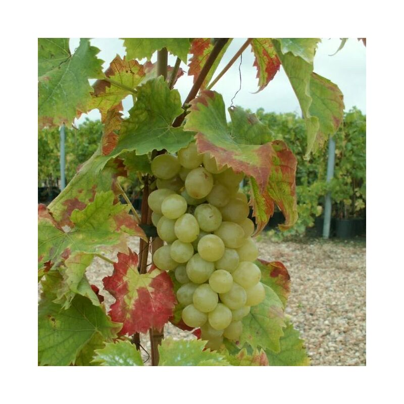 Vigne 'Italia' - vitis vinifera 3L