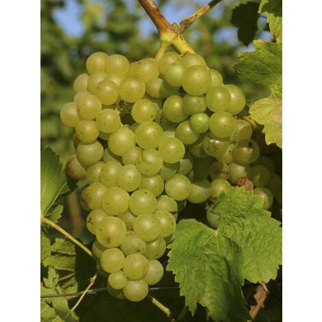 Vigne 'Madeleine Royale' Pot de 2L/3L