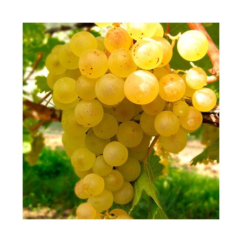 Javoy Plantes - Vigne 'Madeleine Royale' - vitis vinifera 3L