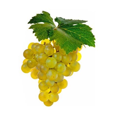VIGNE MUSCAT BLANC BIRSTALER - POT 1.5 LITRE - PETIT FRUIT