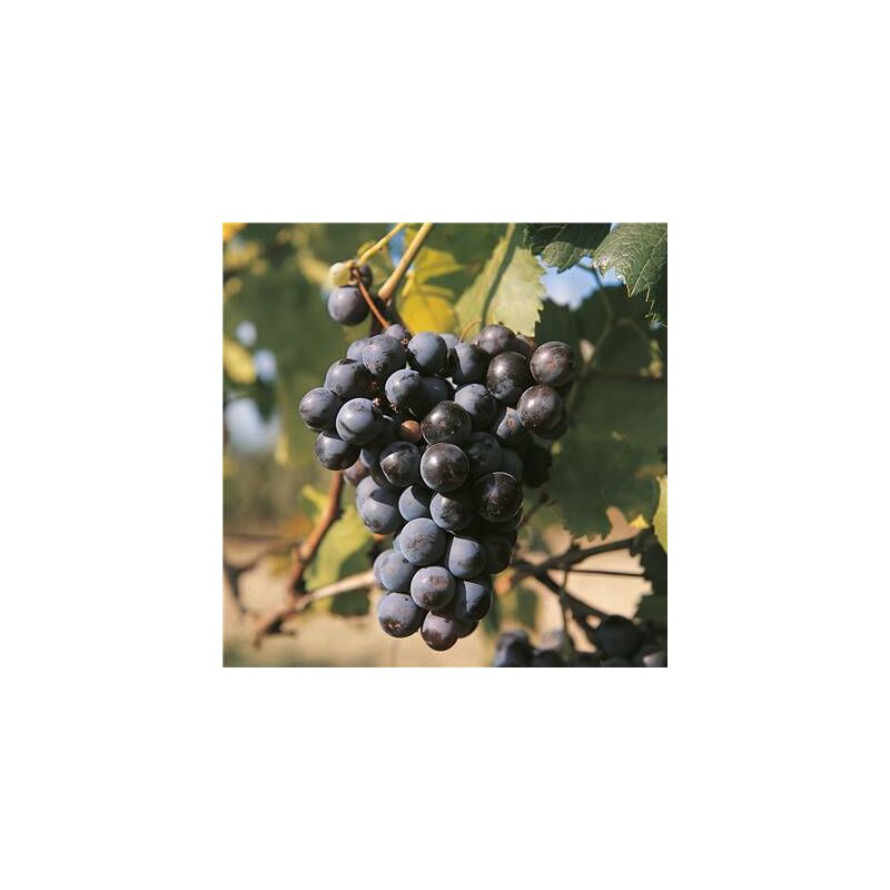 Vigne muscat bleu - pot 1.5 litre
