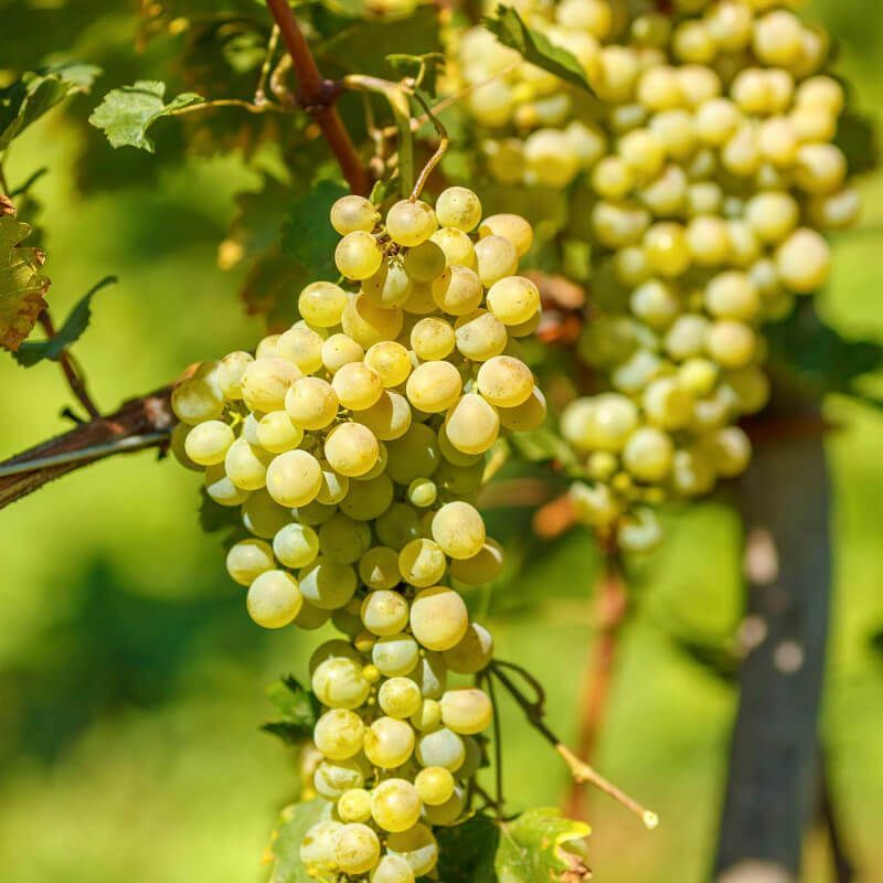 Pepinières Naudet - Vigne 'Muscat d'Alexandrie' - Conteneur 3L