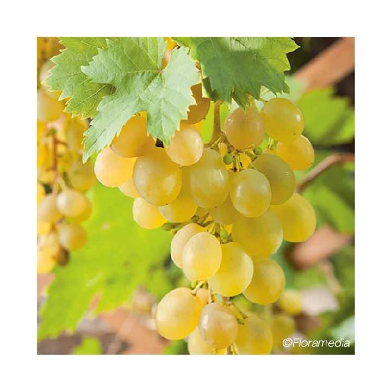 Javoy Plantes - Vigne 'Muscat d'Alexandrie' - vitis vinifera 3L