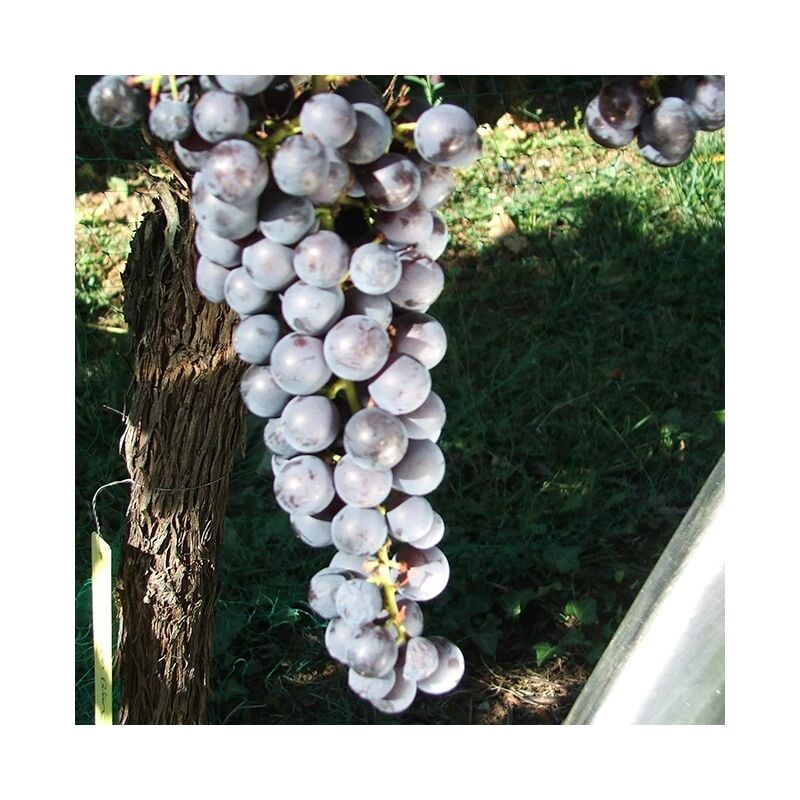 Javoy Plantes - Vigne 'Noir Hâtif de Marseille'- vitis vinifera 3L