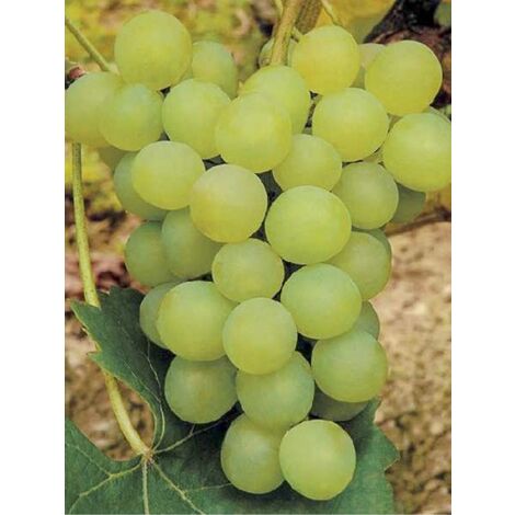 Vigne 'Ora' Pot de 2L/3L