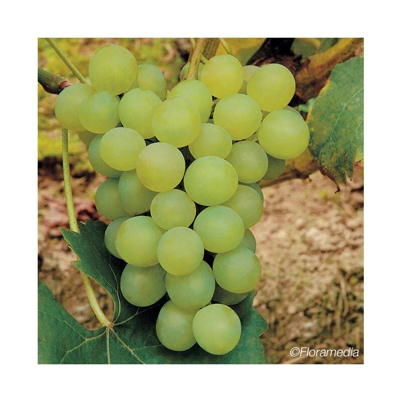 Javoy Plantes - Vigne 'Ora' - vitis vinifera 3L