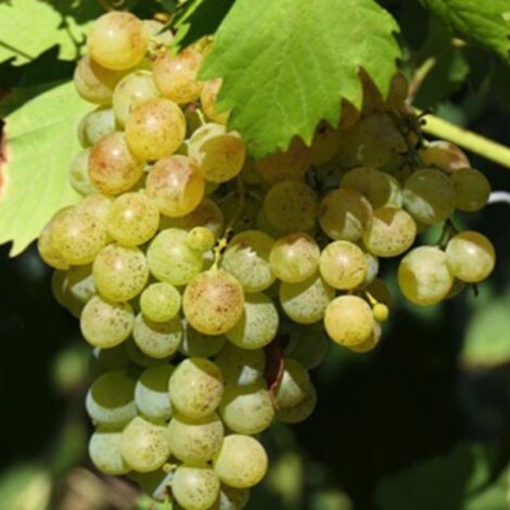 Vigne 'Perle de Csaba Blanc' (Vitis vinifera 'Perle de Csaba Blanc')