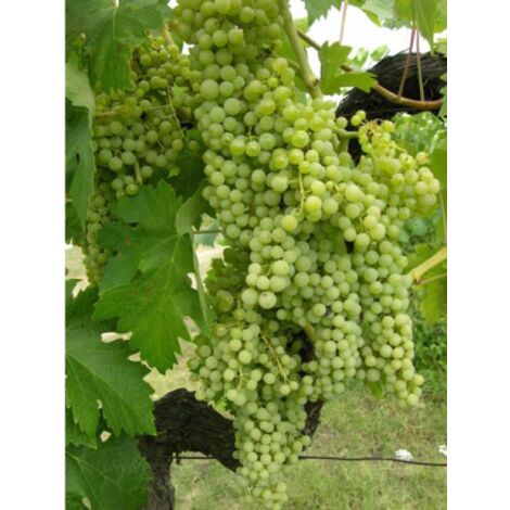 Vigne 'Perle de Csaba' Pot de 1,5L/2L