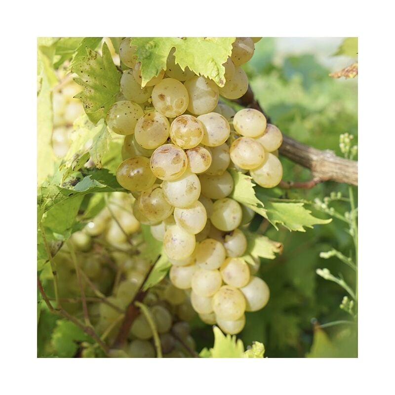 Javoy Plantes - Vigne 'Perle de Csaba' - vitis vinifera 3L