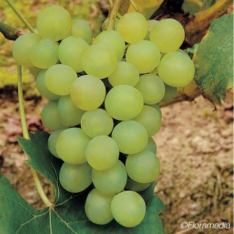 JAVOY PLANTES Vigne 'Perlette' - vitis vinifera 3L