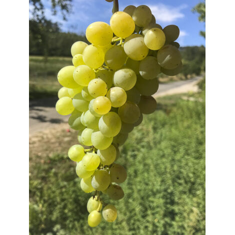 Vigne 'Picurka' Pot de 1,5L/2L, Touffe
