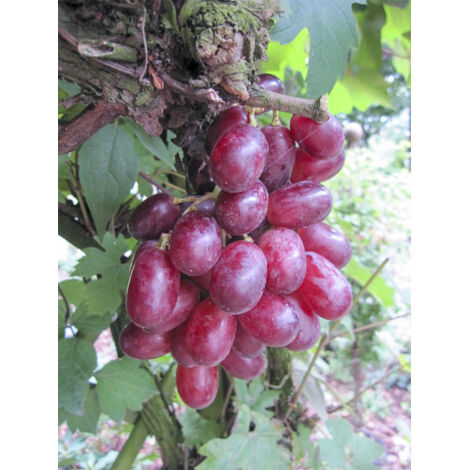 Vigne 'Rhea' Pot de 7,5L/10L, Tige de 70 cm
