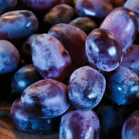 PÉPINIÈRES NAUDET Vigne 'Roi des Précoces'
