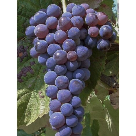 Vigne 'Venus ' Pot de 1,5L/2L