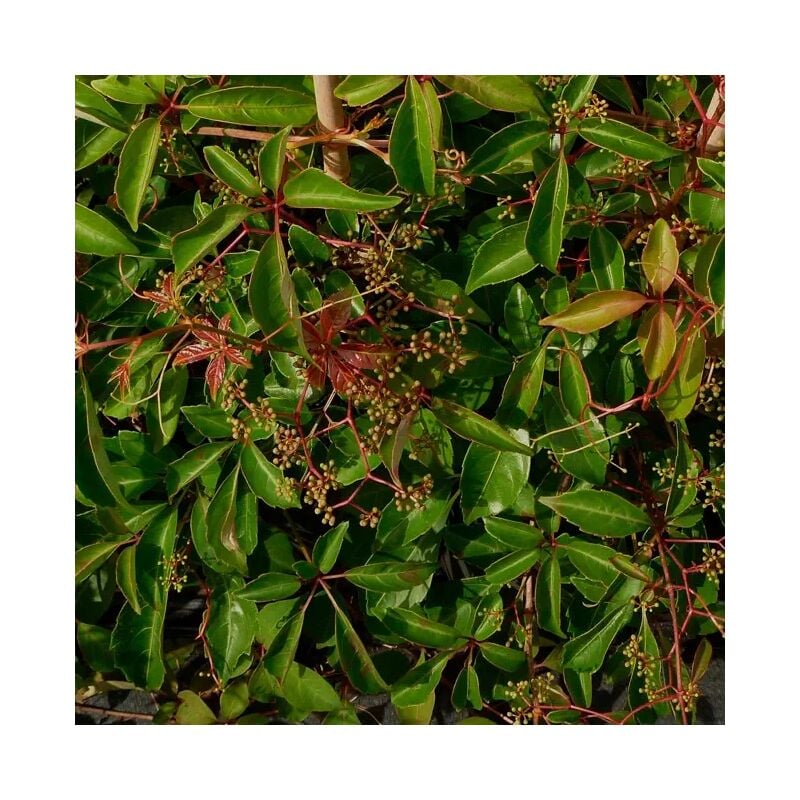 Javoy Plantes - Vigne vierge de Henry - parthenocissus henryana 3L