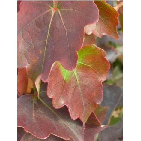 Vigne vierge japonaise 'Minutifolia' Pot de 2L/3L