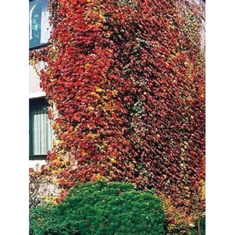 Vigne vierge japonaise 'Veitchii' Pot de 2L/3L