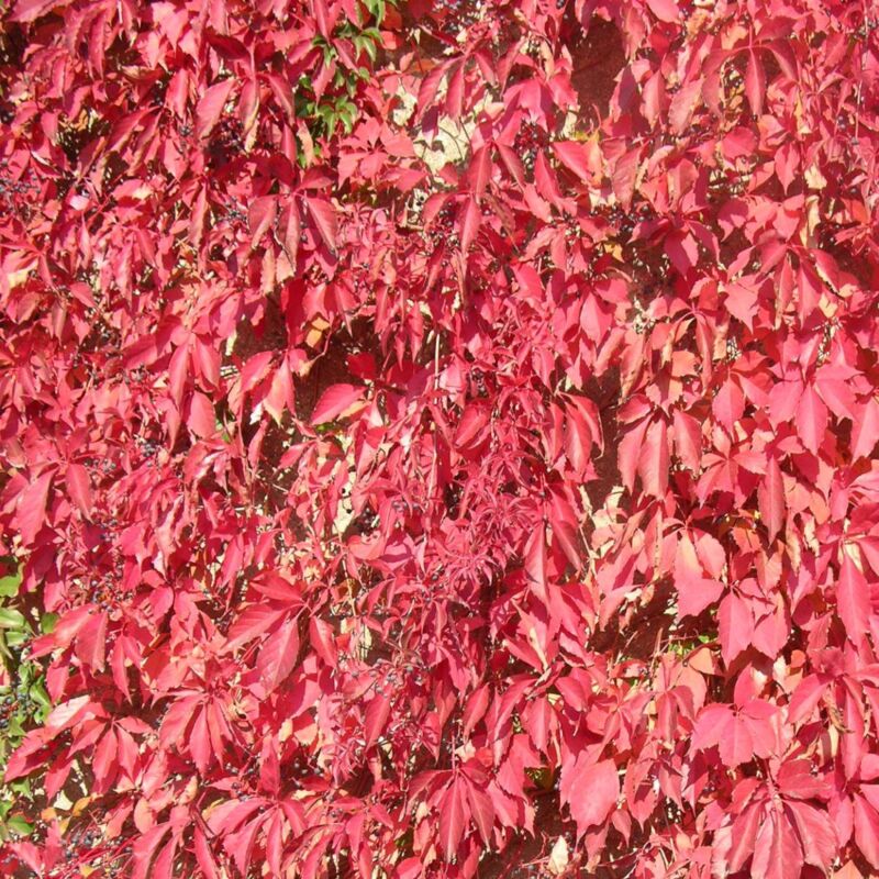 Bellevue Distribution - Vigne Vierge quinquefolia Engelmannii/Pot de 1,5L - Verte