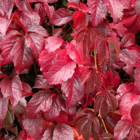 Vigne Vierge quinquefolia