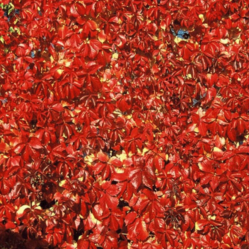 Vigne Vierge quinquefolia Red wall® 'Troki'/Pot de 2L