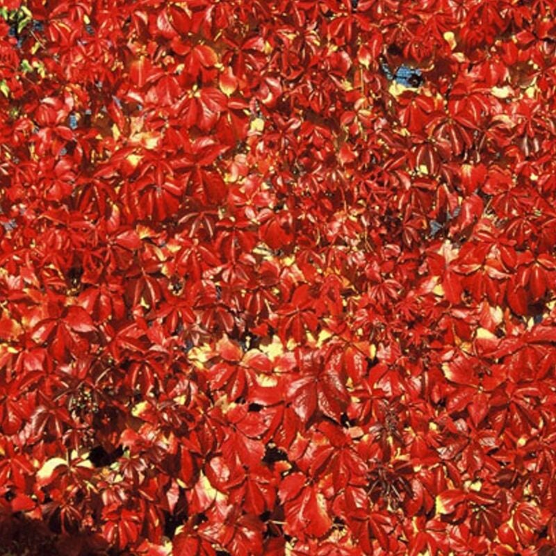 Vigne Vierge quinquefolia Red wall® 'Troki'/Godet