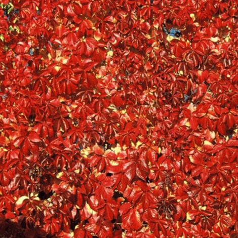 Vigne Vierge quinquefolia Red wall® 'Troki'