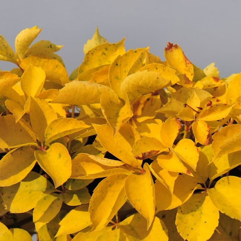 Bellevue Distribution - Vigne Vierge quinquefolia Yellow Wall®/Pot de 3L - Jaune
