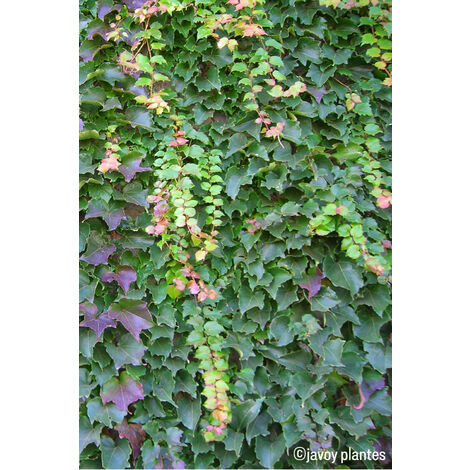 Vigne Vierge 'Robusta' Taille du pot - Pot de 3 Litres