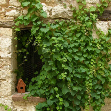 Vigne Vierge tricuspidata Veitchii | Pot de 3L - Echelle bambou 60/120 cm