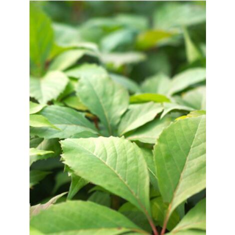 Vigne vierge vraie, Vigne vierge de Virginie 'Murorum' Pot de 1,5L/2L