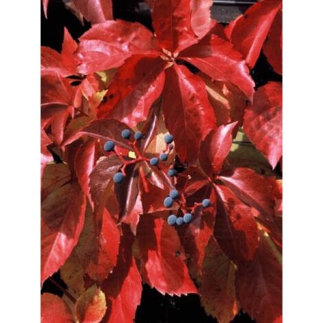 Vigne vierge vraie, Vigne vierge de Virginie Red Wall® 'Trok' Pot de 2L/3L
