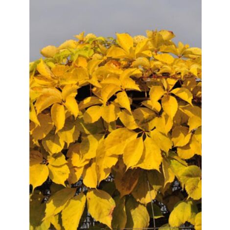 Vigne vierge 'Yellow Wall' Pot de 1,5L/2L