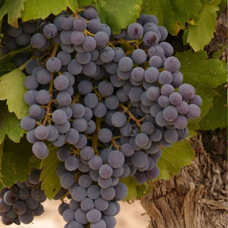 Clematite.net - Vigne vinifera Apirena Nera/Pot de 3L
