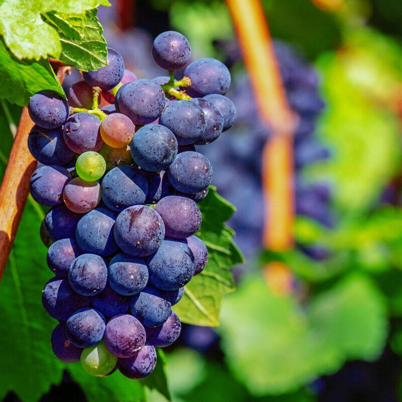 Vigne vinifera Attiki/Pot de 3L