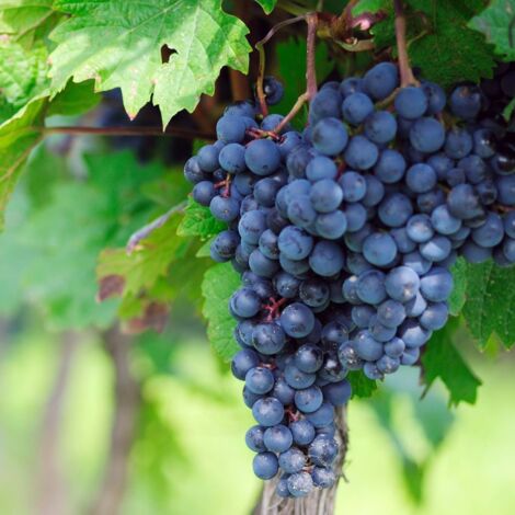 Vigne vinifera Muscat De Hambourg
