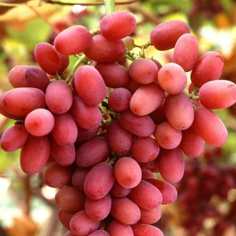Clematite.net - Vigne vinifera Sultanina Rosa/Pot de 3L