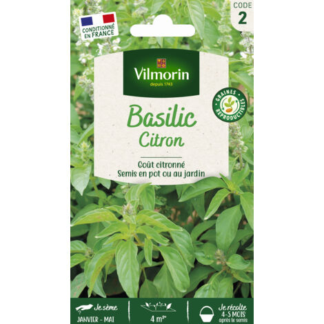 Vilmorin - Basilic Citron
